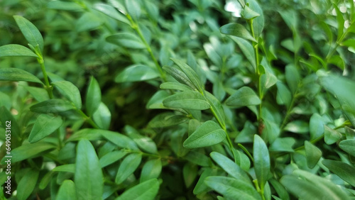 green leaves background