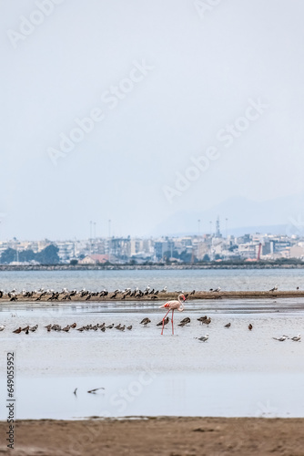 A flock of beautiful pink flamingos walking on the beach of Alexandroupolis Evros Greece near to Delta Evros National Park, winter migration