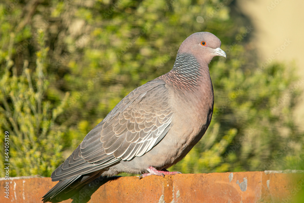 Picazuro dove on a red brick wall Picazuro dove on a red brick wall