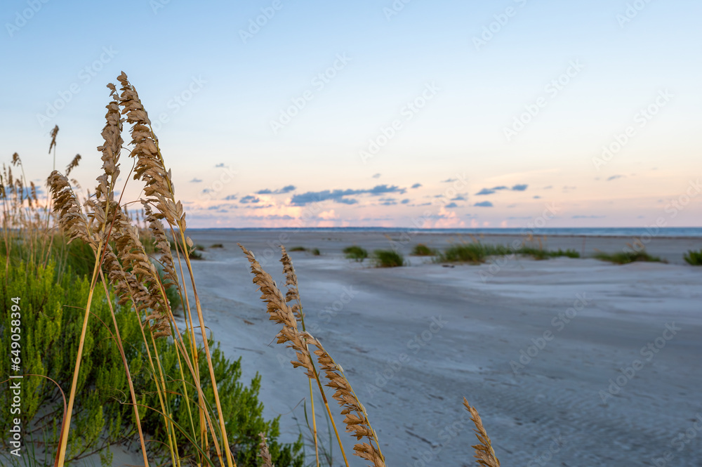 Fototapeta premium Reeds on the beach
