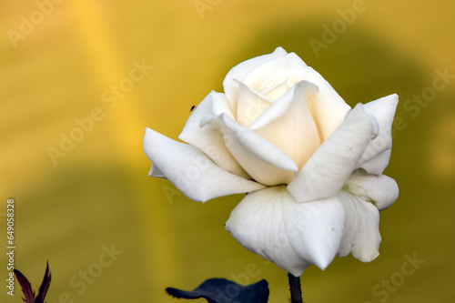 White rose against yellow background. Flower wallpaper.