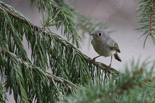 little bird in tree