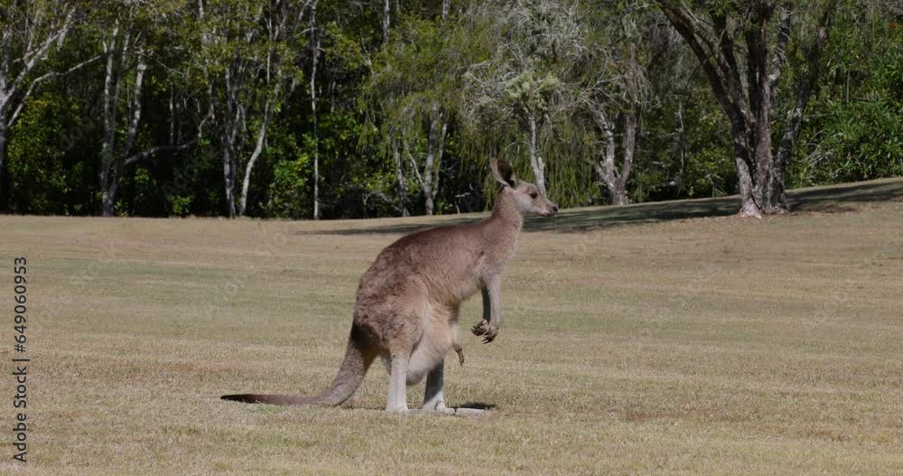 Eastern grey kangaroo in it's natural habitat in New South Wales, Australia Eastern grey kangaroo in it's natural habitat in New South Wales, Australia