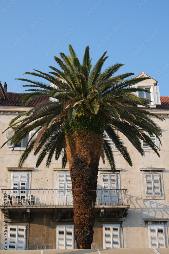 palm tree croatia dalmatia