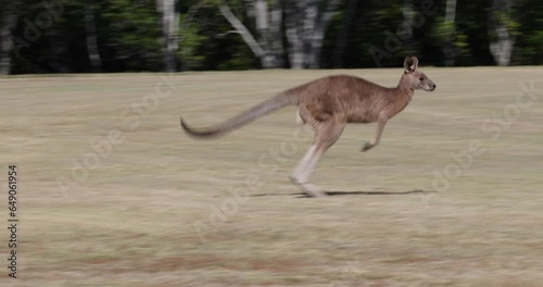 Eastern grey kangaroo in it's natural habitat in New South Wales, Australia