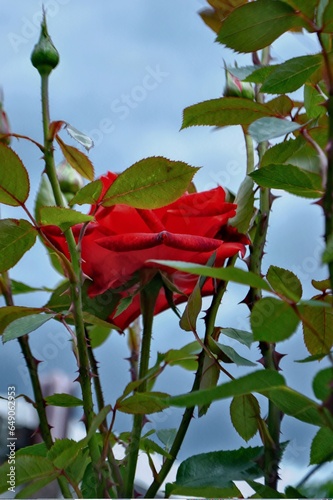 blossoming lush buds of dark red roses close-up