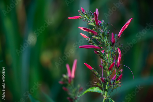 red flower in the garden