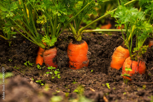 Carrots growing in the ground. natural real look of vegetables in the ground.