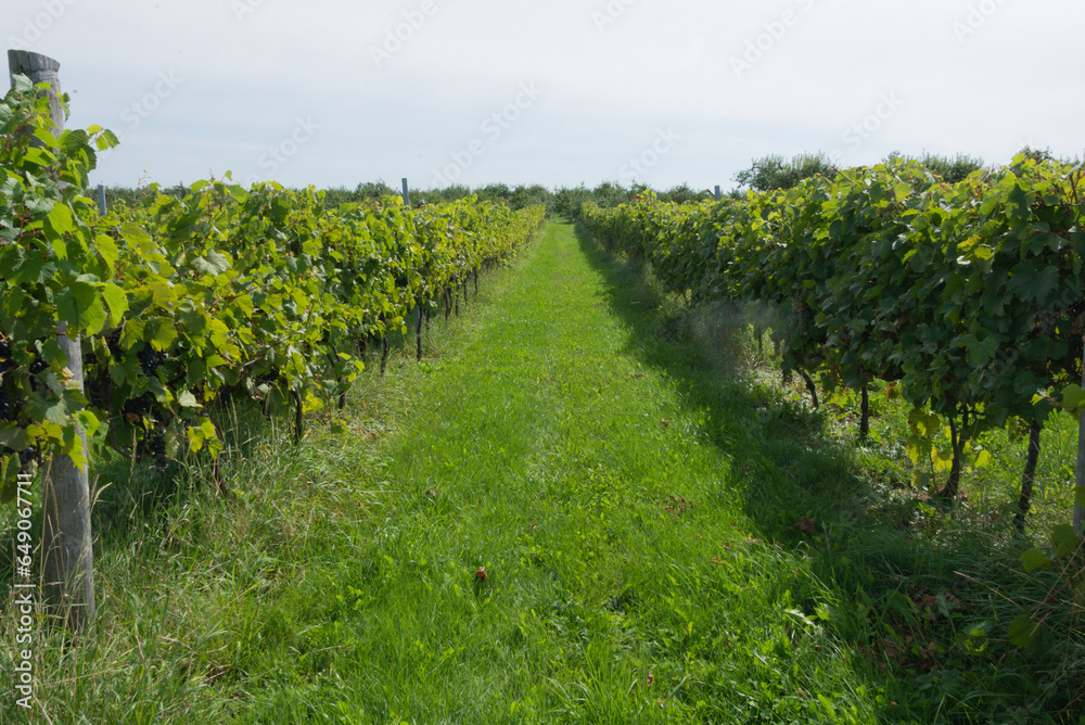 Grape field plantation ordered in rows