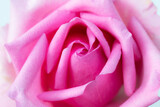Pink rose head close up  flower and empty space for you design.