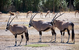 Small family group of onyx gazelles walks not far from general herd