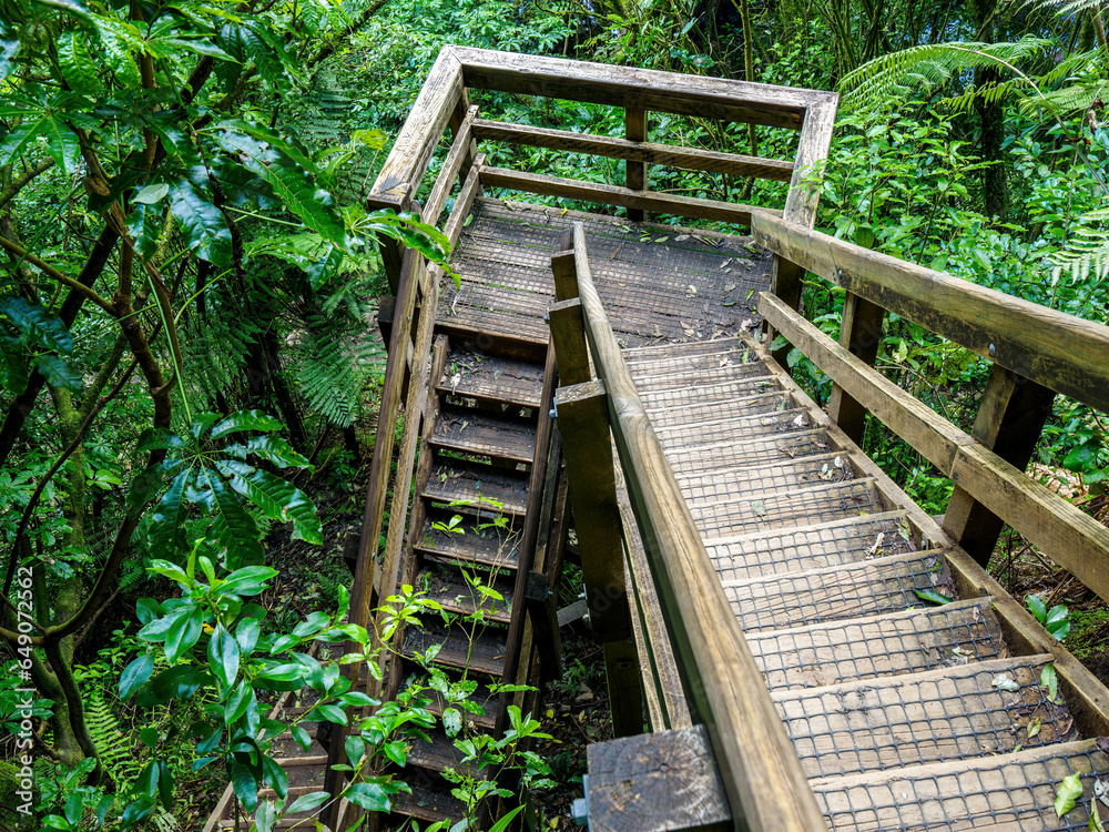 Forest mountain wooden staircase. Hiking and tramping. Wairere falls track Forest mountain wooden staircase. Hiking and tramping. Wairere falls track
