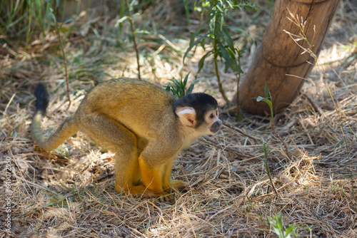 Blackcapped squirrel monkey (Saimiri boliviensis peruviensis) standing on grass in forest photo