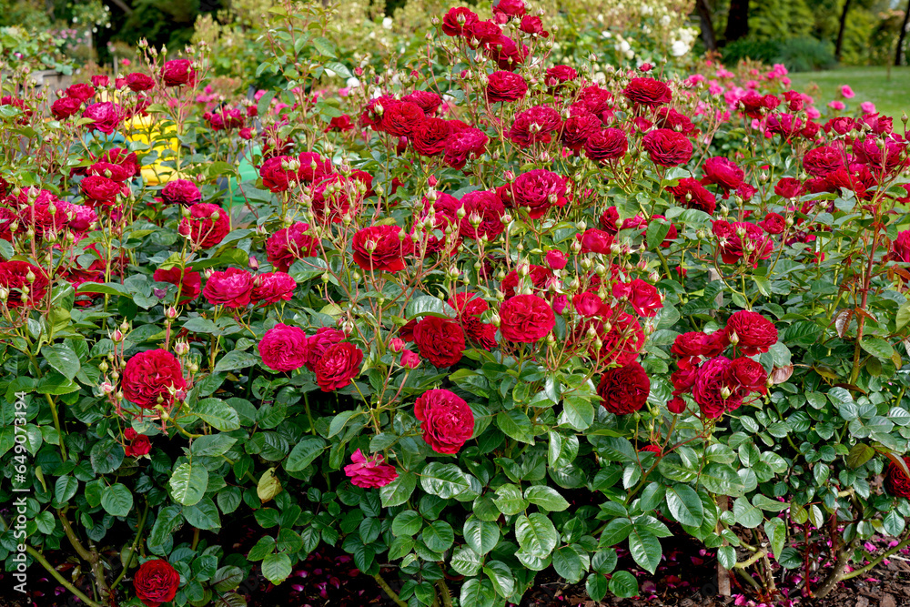 A garden bed of red roses.  Rosa 'Bordeaux' (Korelamba), a floribunda rose bred by Kordes Roses.