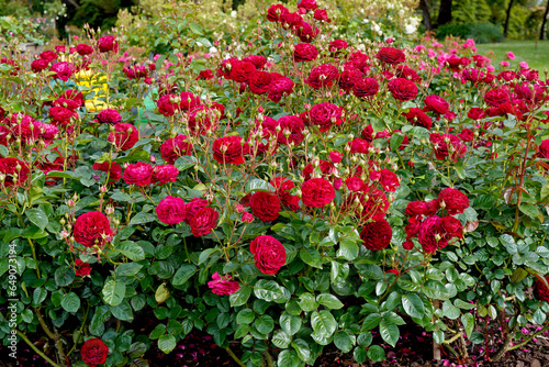 A garden bed of red roses. Rosa 'Bordeaux' (Korelamba), a floribunda rose bred by Kordes Roses.