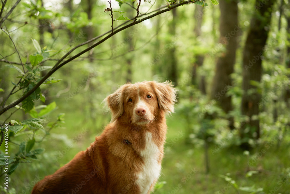 red dog in the forest. Nova Scotia Duck Retriever in nature. Adventure, traveling with a pet red dog in the forest. Nova Scotia Duck Retriever in nature. Adventure, traveling with a pet