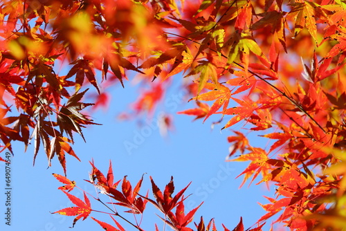 色鮮やかなカエデの紅葉 青空背景