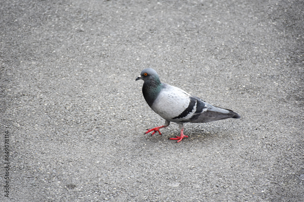 Fototapeta premium Pigeons walking on the cement floor