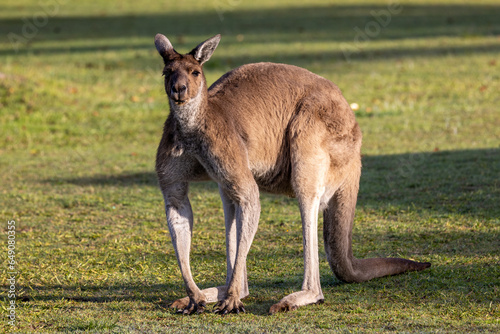 Male or Buck Western Grey Kangaroo