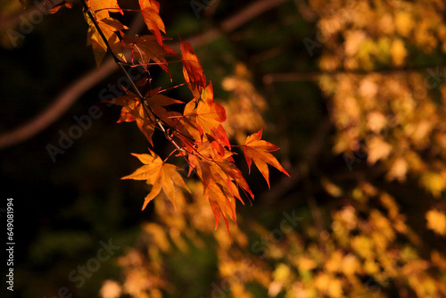 紅葉