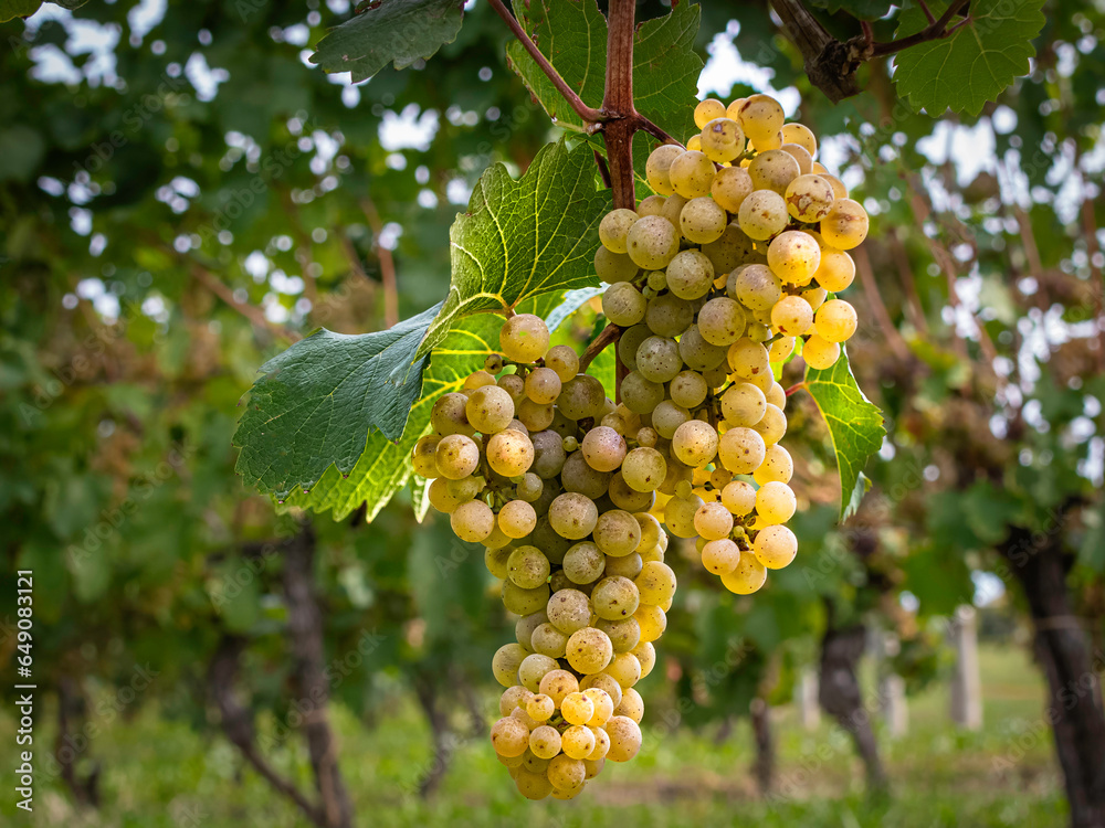  Clusters of green grapes hanging on vines in a vineyard in Niagara on the Lake, Ontario, Canada,