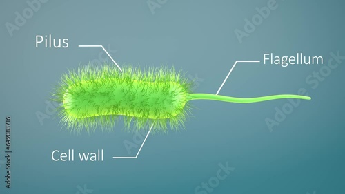bacteria bacillus 3d render animation loop. prokaryote microorganism with flagellum that can be used to represent microbiology cell probiotics and pathogen cells such as lactobacillus or salmonella