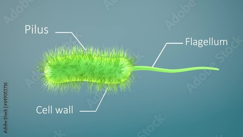 bacteria bacillus 3d render animation loop. prokaryote microorganism with flagellum that can be used to represent microbiology cell probiotics and pathogen cells such as lactobacillus or salmonella photo