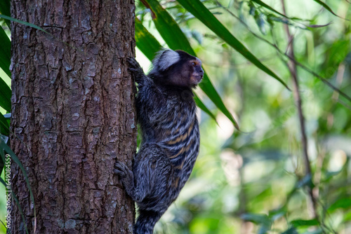 Sagui-de-tufo-branco, sagui-do-nordeste, mico-estrela ou sagui-comum photo