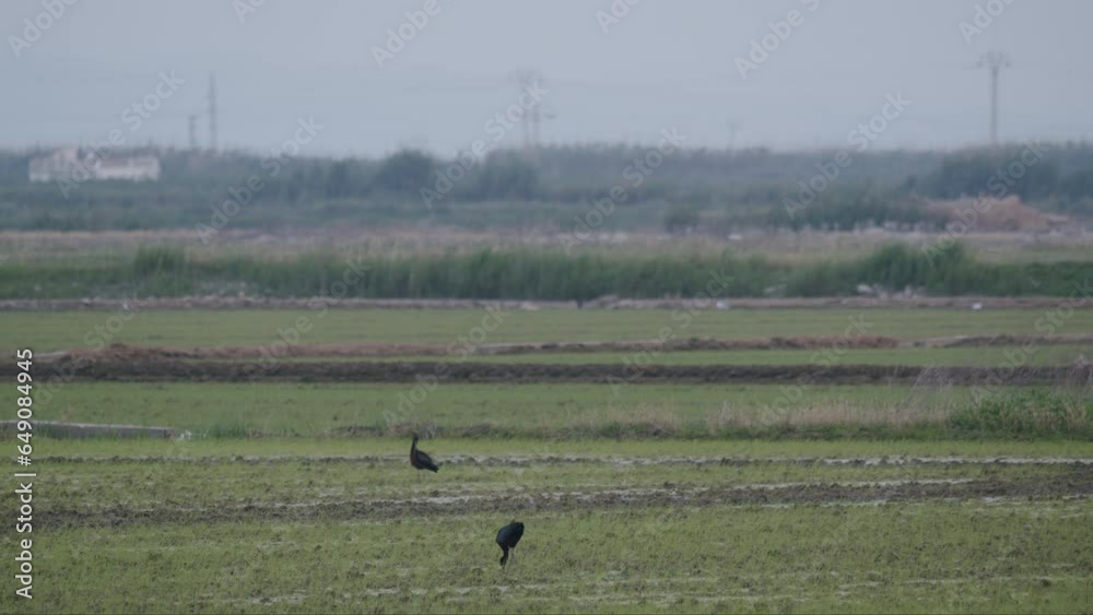 Small black herons are slowly walking in the field through the grass, searching for food Small black herons are slowly walking in the field through the grass, searching for food