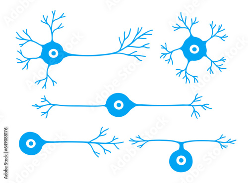 Types of neuron anatomy: multipolar, anaxonic, bipolar, unipolar, and pseudo-unipolar photo