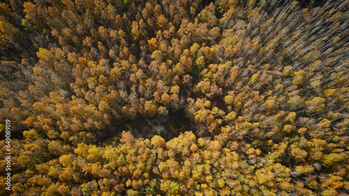 the birch forest of autumn from the sky