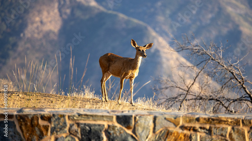 Wild Doe, Kings Canyon