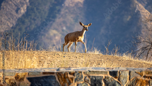Deer in the wild, Sequoia & Kings Canyon