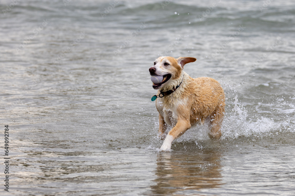 Dogs play at the beach park