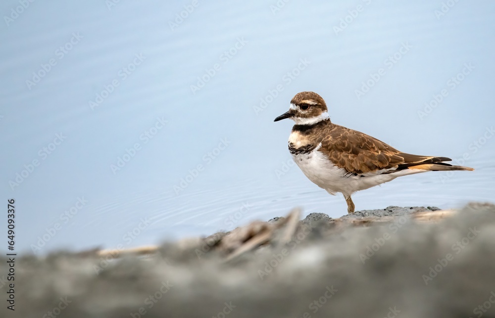 Killdeer bird on the shore near a shallow body of water Killdeer bird on the shore near a shallow body of water