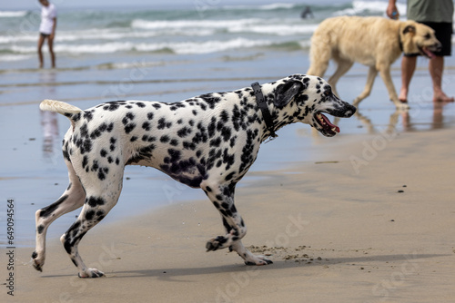 Dogs play at the beach park