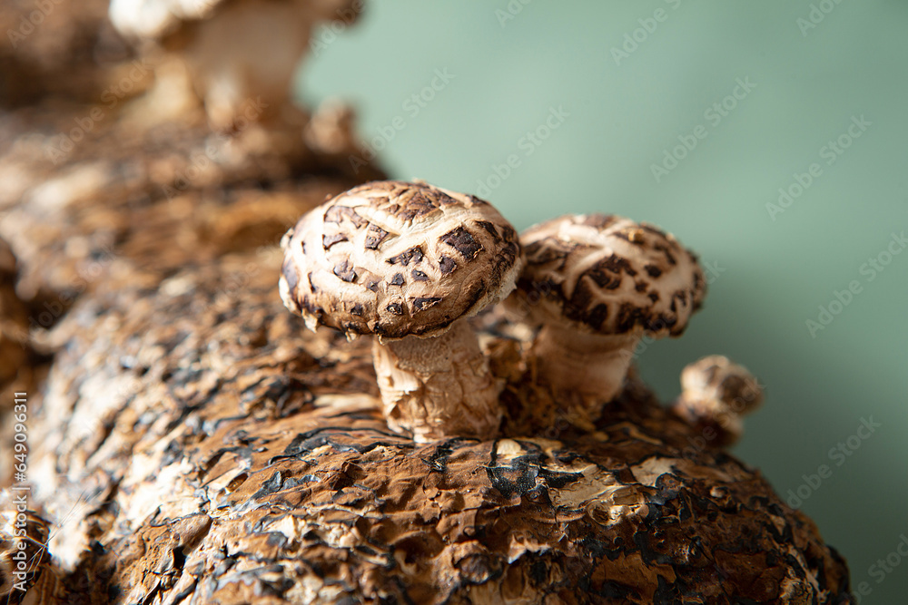 mushroom cultivation kit, shiitake mushroom kit mushroom cultivation kit, shiitake mushroom kit