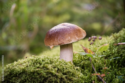 Bolete mushroom growing in the woods