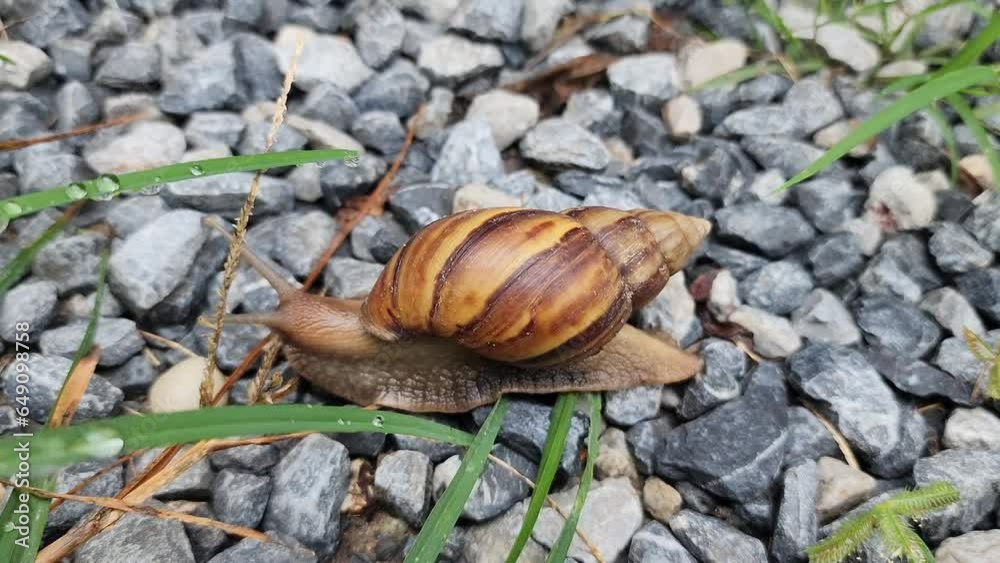 snail crawls on rock slowly crawling along a gravel country road. Wild nature. snail crawls on rock slowly crawling along a gravel country road. Wild nature.