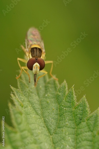 Closeup on the yellow striped Long Hoverfly, Sphaerophoria scripta sitting on a green leaf photo