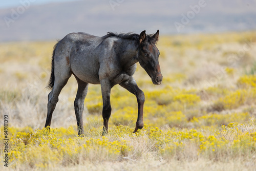 Red Roan Wild Horse Foal photo