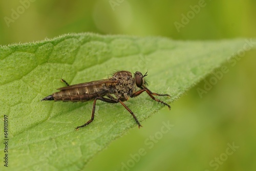 Closeup on a Kite-tailed Robberfly, Tolmerus atricapillus sitting on a green leaf