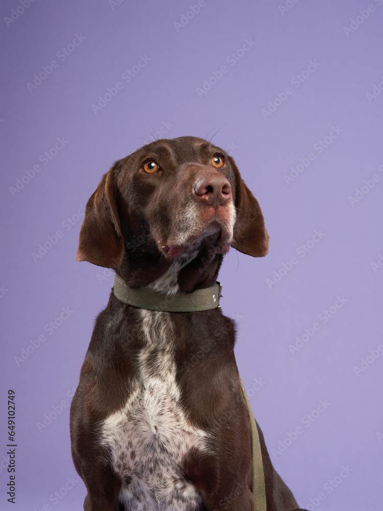 Portrait of a beautiful black dog on lilac background. Mix of breeds. Funny Pet in the studio
