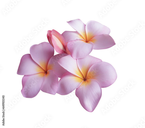  Plumeria or Frangipani or Temple tree flower. Close up pink-white frangipani flowers bouquet isolated on transparent background.