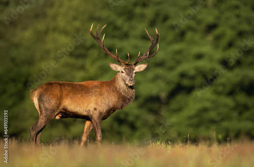 Deer male buck   Cervus elaphus   during rut
