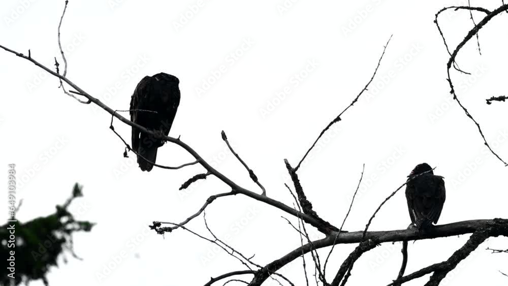 Turkey vultures perched on a tree
