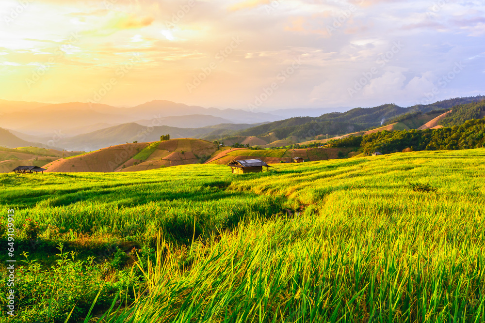 Rice field in beautiful sunset sky background, rice terrace in Chiang mai Thailand.