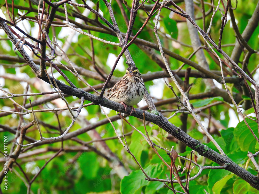 Savannah sparrow bird perched on bare tree branch Savannah sparrow bird perched on bare tree branch