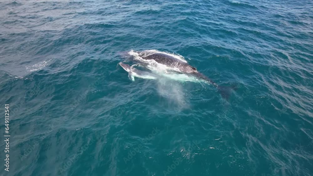 Maternal Care Of Humpback Whale Mother To Its Calf - Swimming Side by Side In The Ocean. - aerial Maternal Care Of Humpback Whale Mother To Its Calf - Swimming Side by Side In The Ocean. - aerial