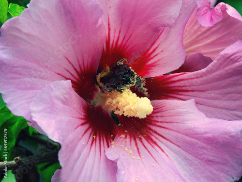 Bee collecting nectar and covered in pollen in a hibiscus flower